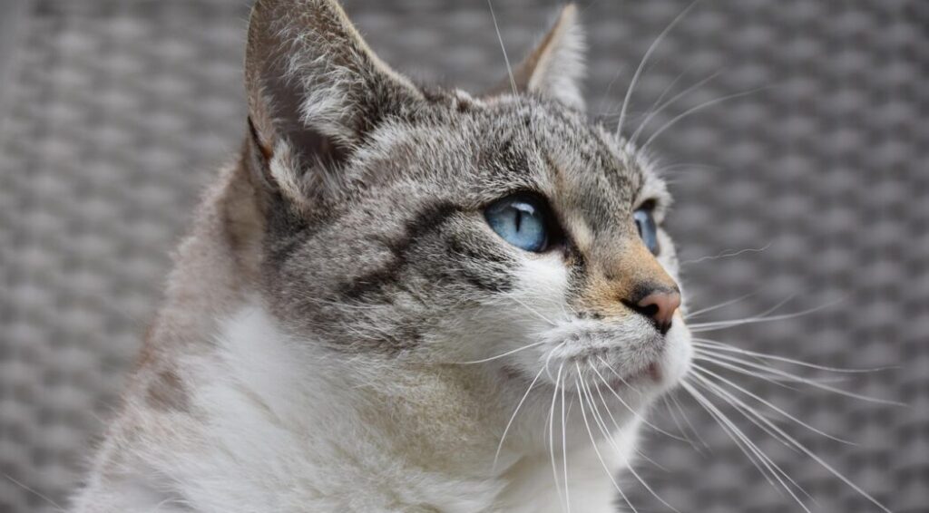 cat 8451431 1280